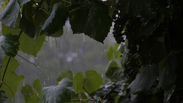 Безмятежный дождь