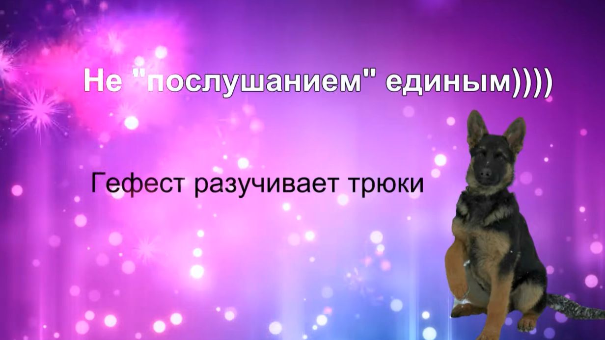Не послушанием единым))) Гефест разучивает трюки 2021