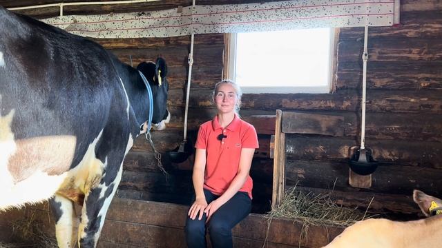 Как мы выбирали племенную голштинскую нетель. Стоимость, схема осеменения. Ждем отёл.