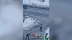 Сугробы по пояс превратились в потоп: мощный циклон обрушился на Камчатку.