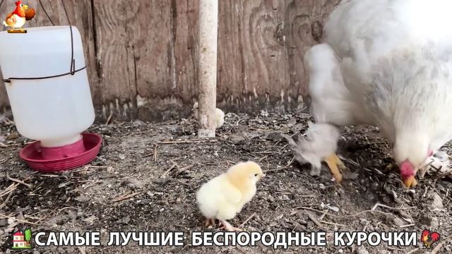 Цыплята и Курочки селяночки лучшие беспородные несушки 🥚 (409)