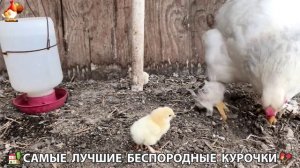 Цыплята и Курочки селяночки лучшие беспородные несушки 🥚 (409)
