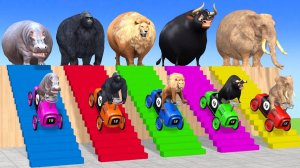 Веселые игры с слоном, гориллой, бегемотом, тигром - 3D игра с животными - Забавные 3D животные