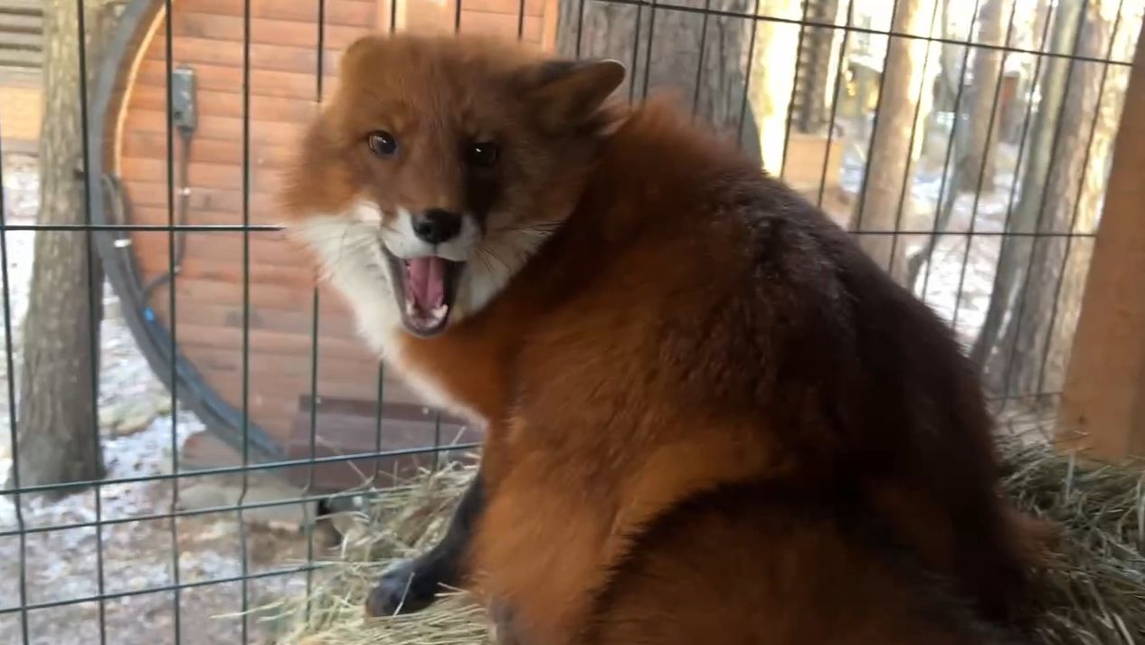 Лиса-Алиса. Веселое солнечное утро