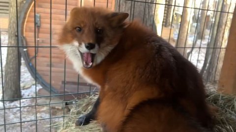 Лиса-Алиса. Веселое солнечное утро