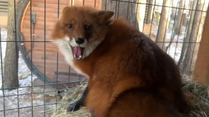 Лиса-Алиса. Веселое солнечное утро