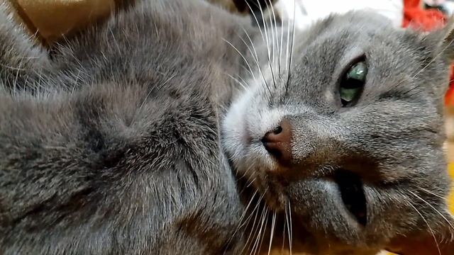 Интервью с Её Величеством Алиской Кошандрой, Повелительницей Тишины и Хранительницей Смысла