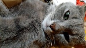 Интервью с Её Величеством Алиской Кошандрой, Повелительницей Тишины и Хранительницей Смысла