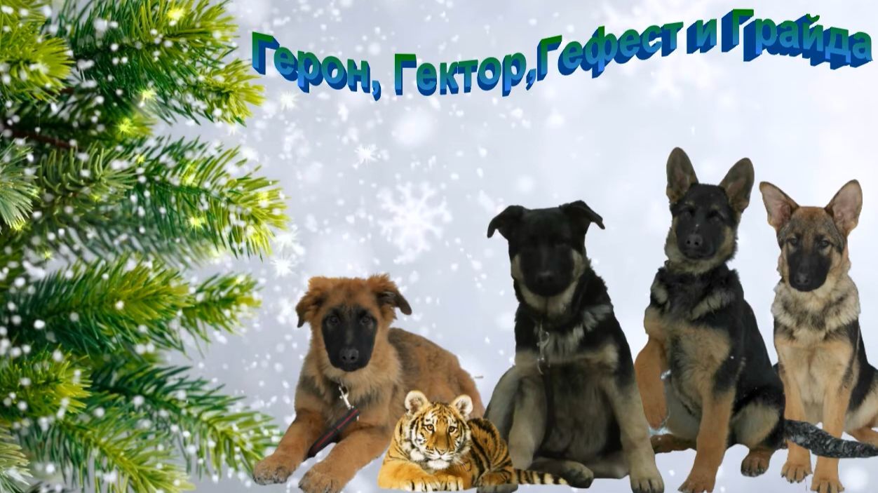 . Воспитательно-дрессировочный процесс.