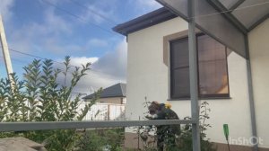 Переезд на юг. Можно жить и одной на юге. Срезаю розы. Малина в декабре.