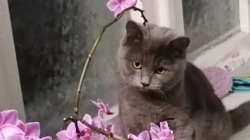 Тёмно-серая Анфиска смотреть онлайн