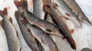 рыбалка на севере ХМАО-Югра щука