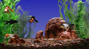 Аквариум с золотыми рыбками