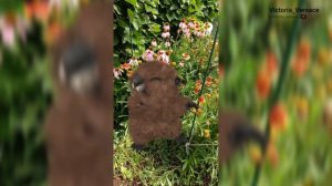 Бобряша танцует и дарит цветы 👍💖🌺#цветы