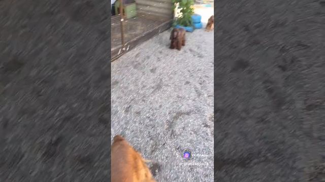 Английский Кокер спаниель