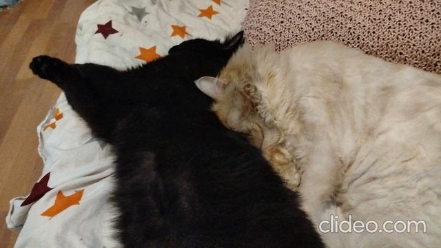 clideo_editor_c4a33aab5f3e48dcbc20773344366d41