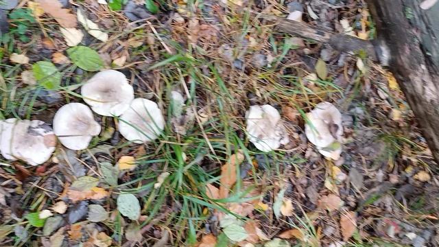 Осенняя охота рядовки говорушка дымчатая