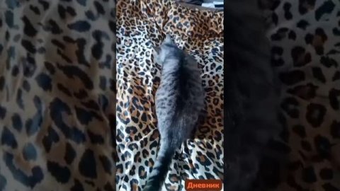 Дневник больных и выздоравливающих.