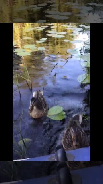 Ленобласть. Хвойное. 22.07.2024. . Часть 96. Утята_ Завтрак. Все собрались