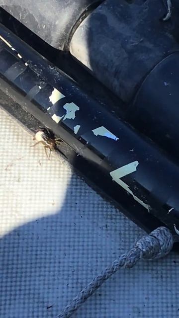 Ленобласть. Хвойное. 22.07.2024. Речка Вуокса. Новый житель в лодке-паук стеатода каштановая бурая