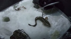 Рыбалка бомба! Метровый налим!