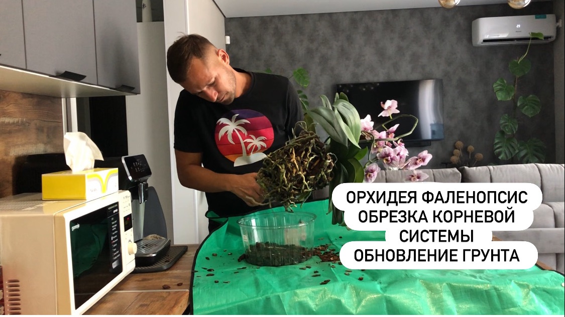 Орхидея Фаленопсис: Пересадка, обрезка корней, формировка корневой системы. Коротко об уходе