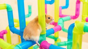 РАЗВЛЕКАТЕЛЬНОЕ ВИДЕО ДЛЯ ДЕТЕЙ ПРО ЖИВОТНЫХ