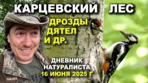 Карцевский лес. 16 июня 2025