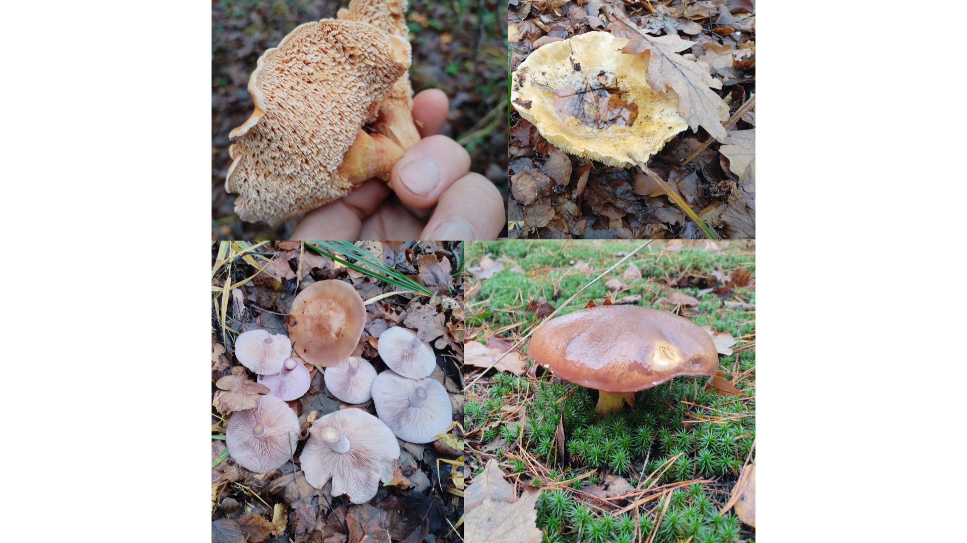 Грибалка. Сезон закрыт