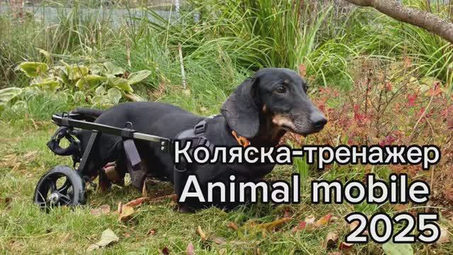 Коляска-тренажер для таксы