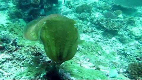 БАЛИ ПОДВОДНОЕ