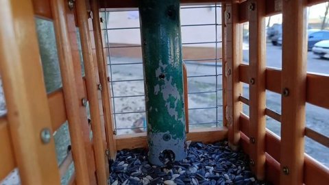 Сегодня сильный ветер 🌬️ , но птицы были покормлены ,раскачивающяяся кормушка их не испугала.