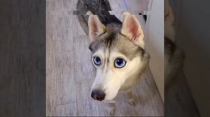 бандит хаски эдит @SIKAN2222K как ты и просил