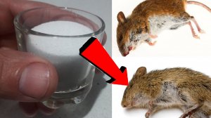 Как избавиться от мышей и крыс навсегда За 1 минуту..!!.....