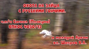 Охота на зайца.РГ ч.п/ч Сигнал (Плакуня)ВПКОС 4050/13  и молодой Аргон вл. Шатров В.А.#топ#hunting