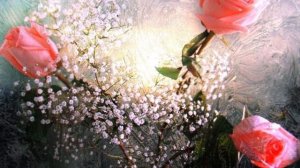 Зимние розы