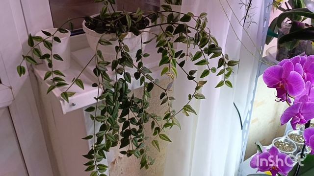 Девочки 😍добрый вечер смотрите чё я сегодня купила 🤗радуюсь как ребенок!! Хойя БЕЛЛА!она чудесна