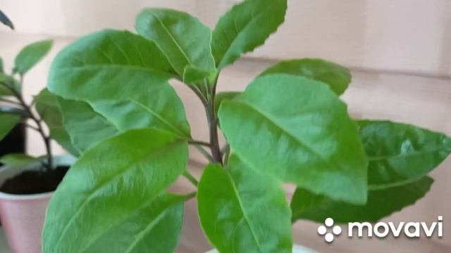 14 декабря выбираем стиралку.Поливаю цветы на веранде