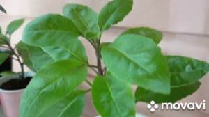 14 декабря выбираем стиралку.Поливаю цветы на веранде