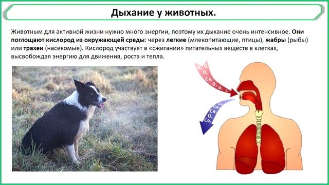 Свойства живых организмов, биология 5 класс