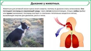 Свойства живых организмов, биология 5 класс