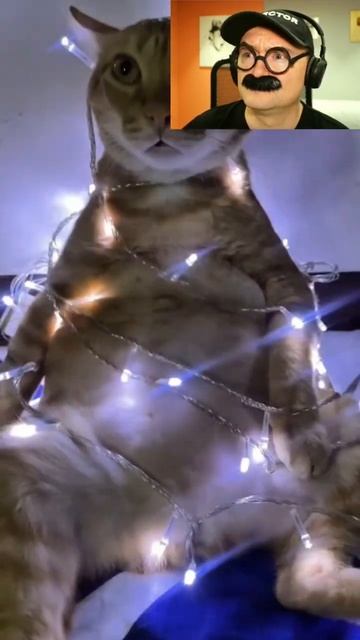 Когда кот уронил ëлку смотреть онлайн