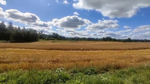 Путешествие по Клясино, по полям. Озеро Бычий Мох и ЛЭПы. Дата 20 августа 2025 год. Ленобласть.