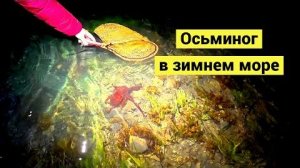 Поймать осьминога проще простого! Борис Рябчеков.