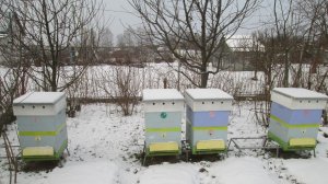 Пчёлы в декабре