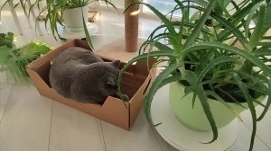 Обновка для кухни/Распаковка/Подарок для хвостиков/Готовлю суп на домашней курочке