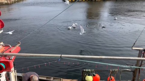 Рыба севера Шотландии. Как почистить.