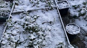 Почему я пришла к органическому земледелию.