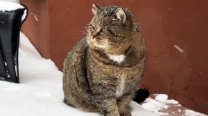 ДНЕВНИК лесного кота БАРСИКА: «Мело, мело по всей земле..!»  - 14.12.2025