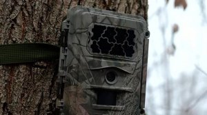 В Алагирском заповеднике уже более 10 лет используют фото-ловушки для наблюдения за животными